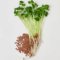 Семена "Моя микрозелень" Редис зеленый